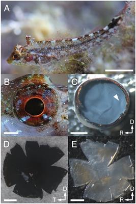 Anatomical Analysis of the Retinal Specializations to a Crypto-Benthic, Micro-Predatory Lifestyle in the Mediterranean Triplefin Blenny Tripterygion delaisi